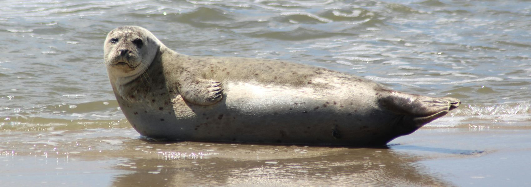 Grey seal resting on the shoreline on a beach with its head lifted and looking at the camera