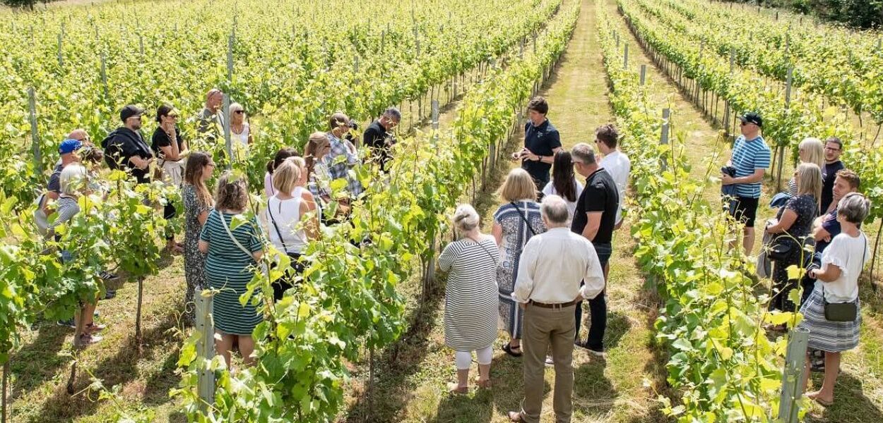 Suffolk vineyards