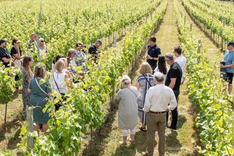 Suffolk vineyards