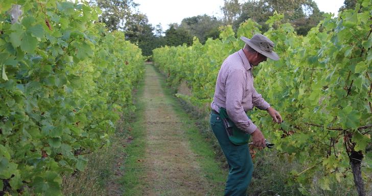 Shawsgate Vineyard
