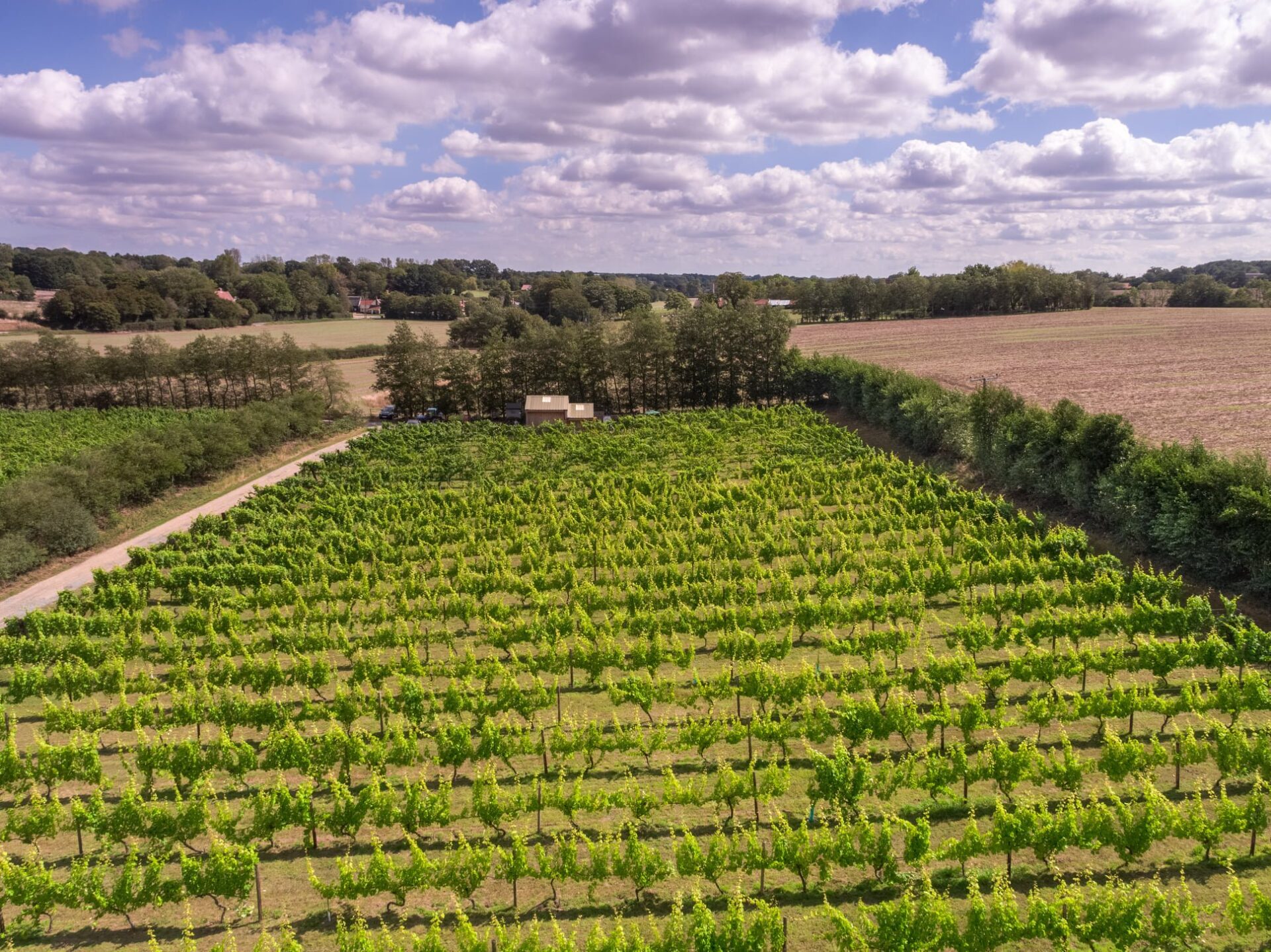 Valley Farm Vineyard