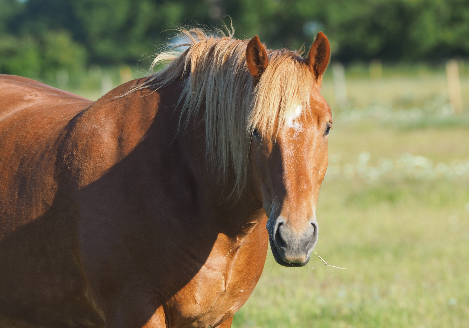 A Suffolk Punch horse at the Suffolk Punch Trust in Suffolk