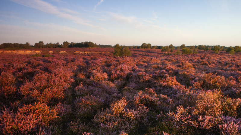 Dunwich Heath at sunset