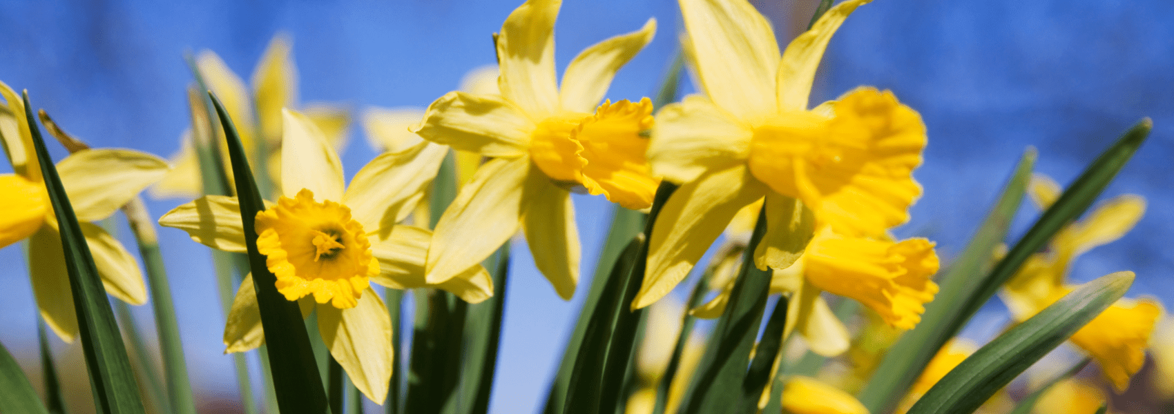 Spring Daffodils in Suffolk at Easter