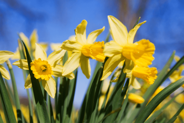Spring Daffodils in Suffolk at Easter