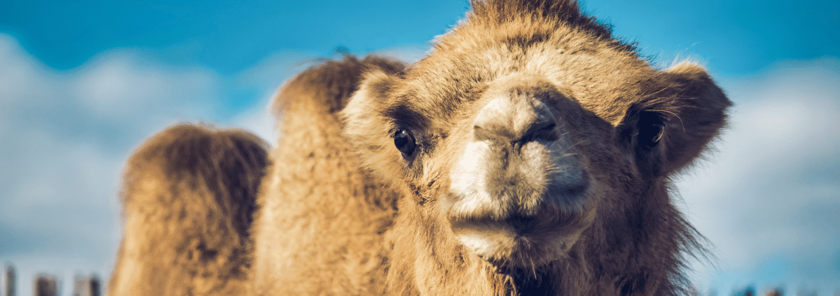 Close up of a dromedary camel's face with humps in the background and a blue sky behind it