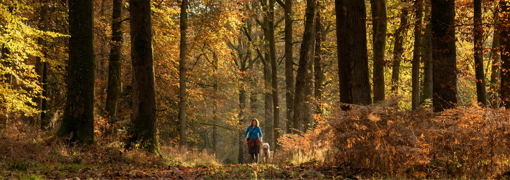 A woman and a dog on an autumnal walk in a Suffolk forest