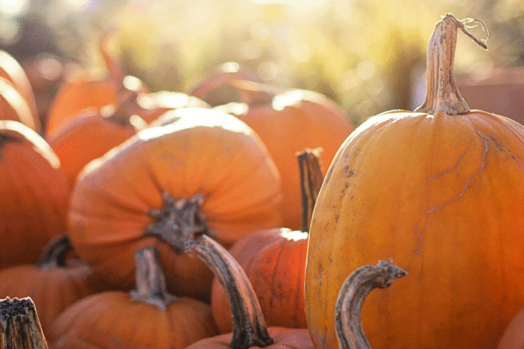 A pile of pumpkins