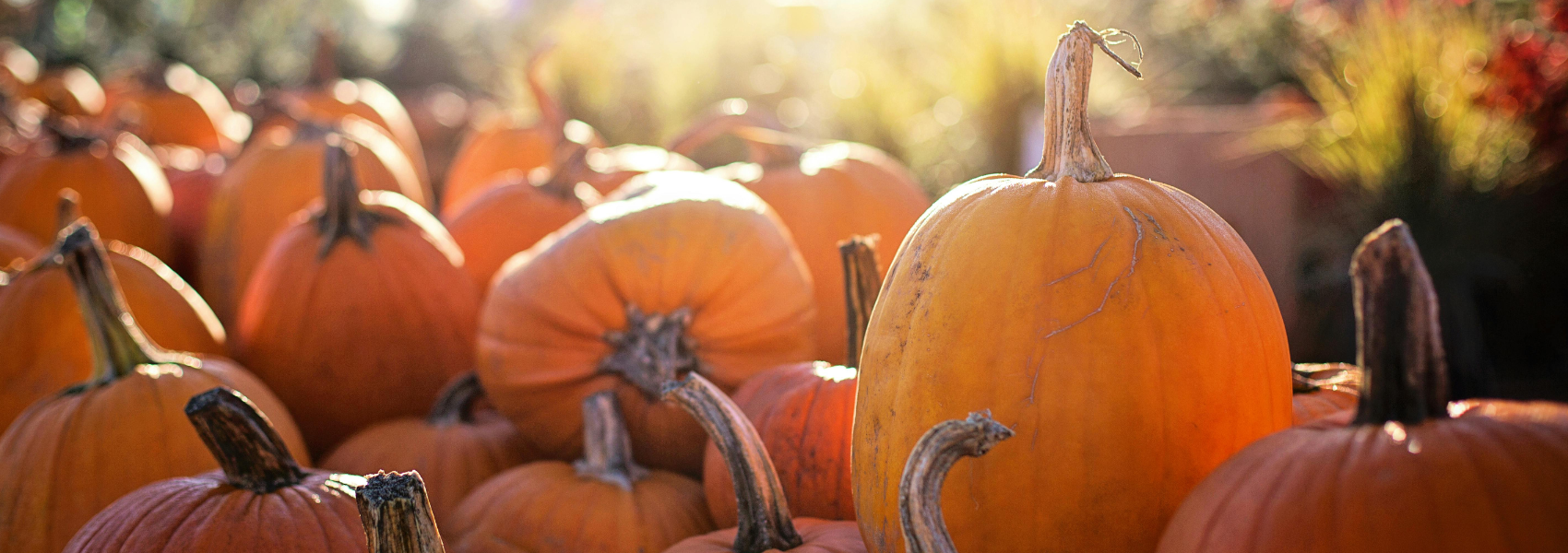 A pile of pumpkins