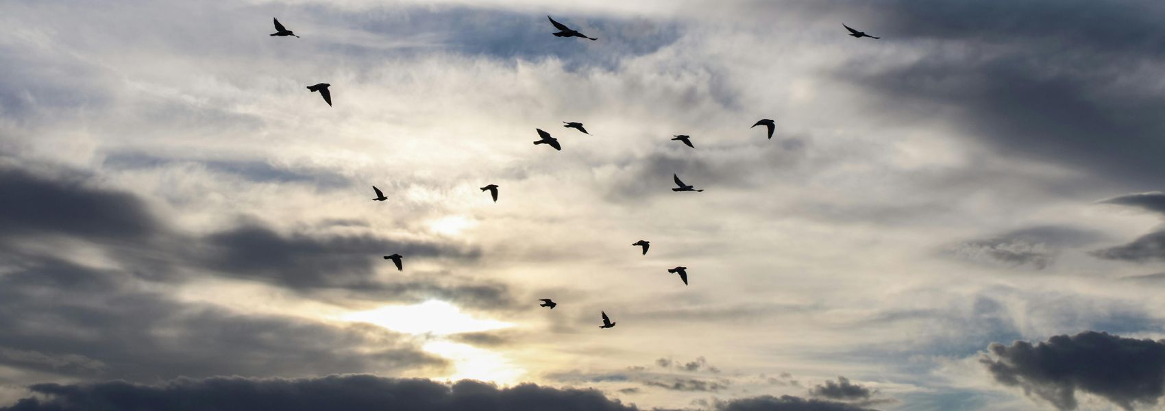 A sky at sunset with fluffy clouds and the dark silhouettes of birds flying