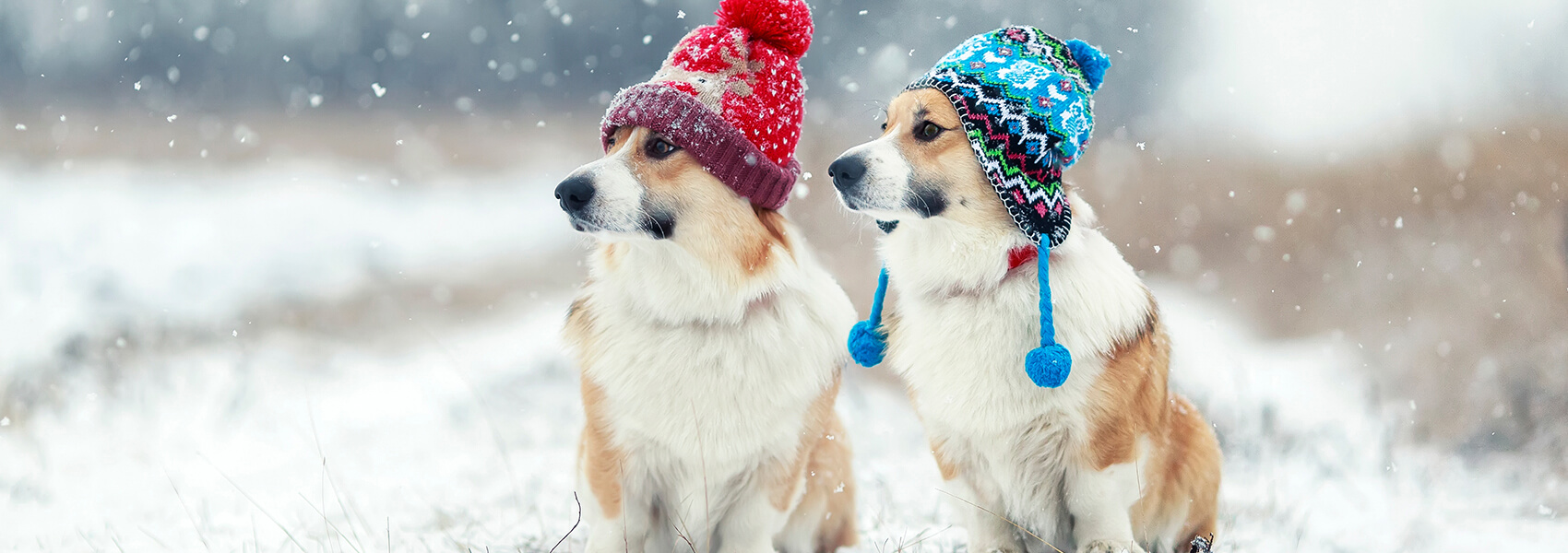 Dog Friendly Winter Cottages